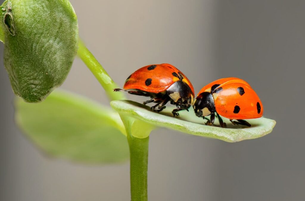 dos mariquitas en una hoja