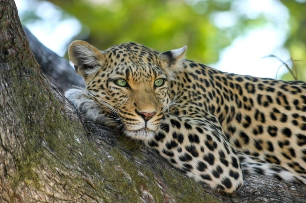 leopardo en una rama